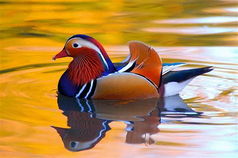 mandarina duck quality